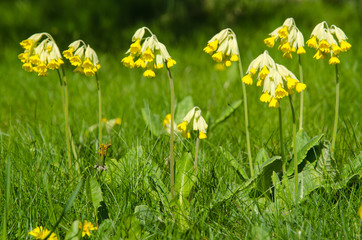 Beautiful cowslip blossom