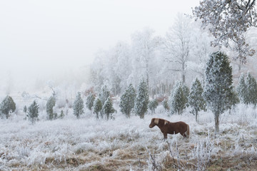 Horse in a Frosty Winter Landscape