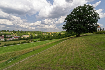 Sloping green land with a single green tree in between