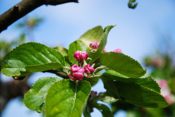 Apple blossom buds