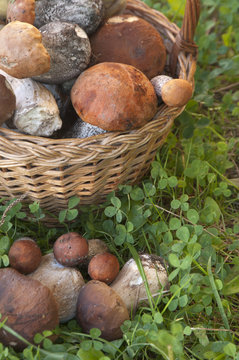 Bolete mushrooms in a basket