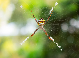 Spider, Cross spider hanging on web in natural