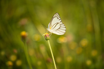 White butterfly drinks nectar from flowers