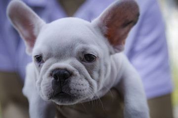 Close up baby french bulldog