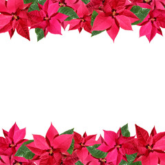 Beautiful floral background with red poinsettia Christmas 