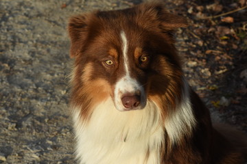 Australian Shepherd schaut nach vorn