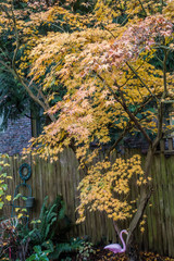 Fototapeta na wymiar Autumn Maple