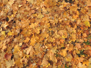 Yellow autumn leaves background