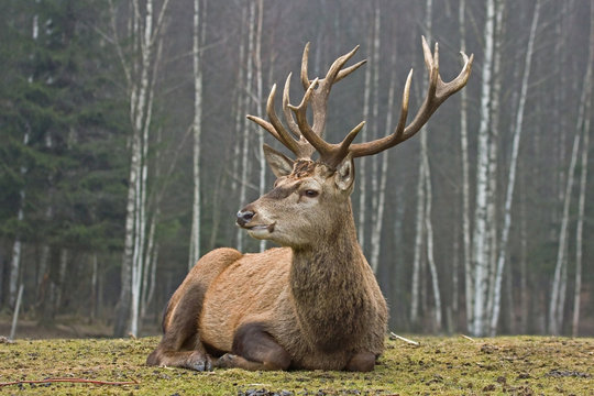 deer head front view