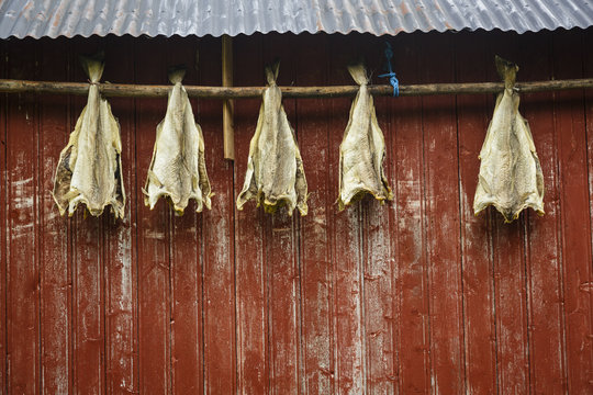 Cod drying on a house facade, Lofoten Islands, Arctic
