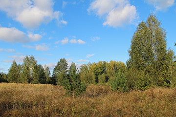 Forest edge, mixed forest and summer meadow.