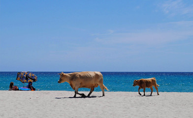 Cow on the beach