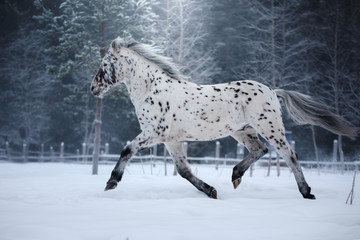White spotted horse portrait, walk on the paddock