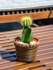 The green prickly cactus in brown wreathed pot standing on the brown wooden table at sunny day