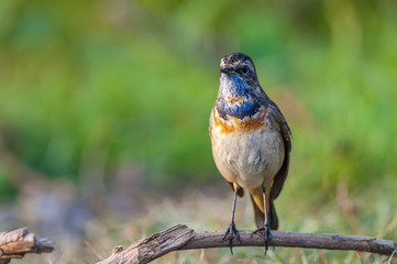 Bluethroat(Luscinia svecica),beautiful brown bird in meadow with green background.