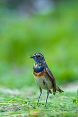 Bluethroat(Luscinia svecica),beautiful brown bird in meadow with green background.