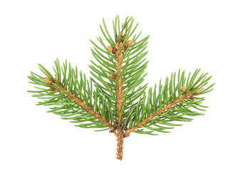 Fir tree branch isolated on white background