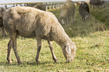 Obraz na płótnie Canvas Sheep eats grass