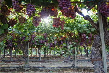 Red Globe grapes at a vineyard, San Joaquin Valley, California