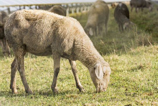 Sheep eats grass