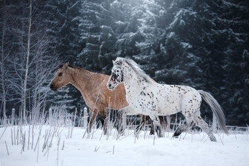 White spotted horse and brown horse portrait, walk on the paddock
