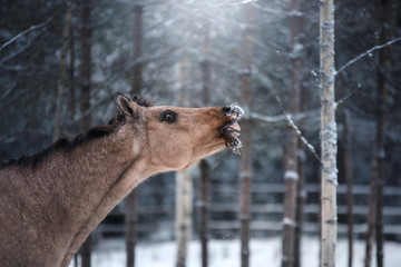 brown horse portrait, walk on the paddock