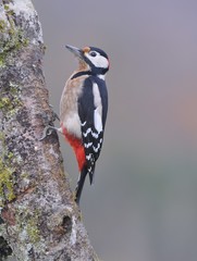 Great spotted woodpecker perched on a log.