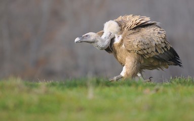 Griffon vulture in the meadow of Leon.