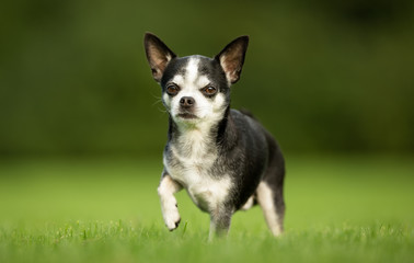 Naklejka na ściany i meble Chihuahua Dog on Grass