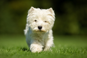 West Highland White Terrier Dog