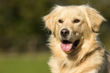 Golden Retriever Dog