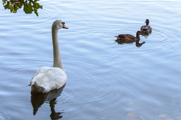 White swan over looking two brown ducks