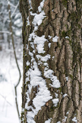 Fototapeta premium The trunk of a tree covered with snow closeup