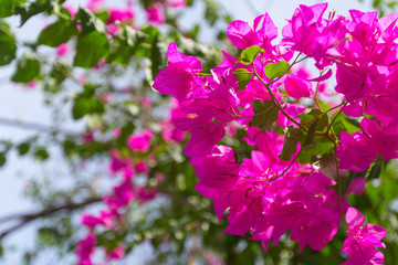 Bougainvillea in the Thailand