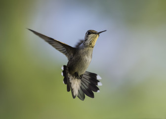Fototapeta premium Black-Chinned Hummingbird Ballet