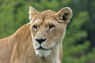 Obraz na płótnie Canvas Panthera leo (lionne, lioness) 