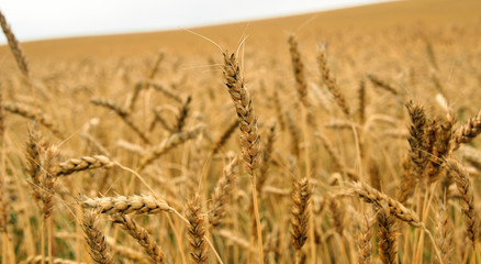 toned agricultural background. autumn landscape - a golden field of rye, close up
