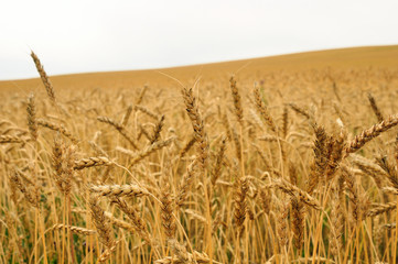 toned agricultural background. autumn landscape - a golden field of rye, close up