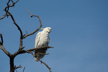 Cockatoo on a tree