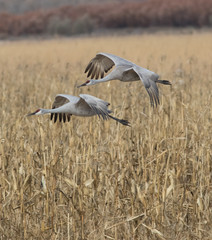 Sandhill Crane