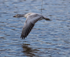 Snow Goose in Flight