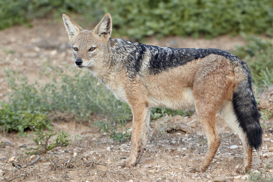 Black-backed jackal (silver-backed jackal) (Canis mesomelas), Addo Elephant National Park