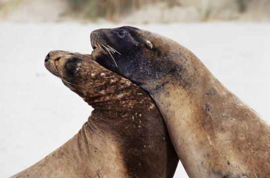 Hooker's sea lions (Neophoca hooker), Cannibal Bay, Catlins Coast, Otago, South Island, New Zealand
