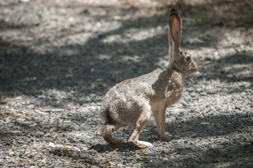 Wild Hare, Sierra Nevada Foothills