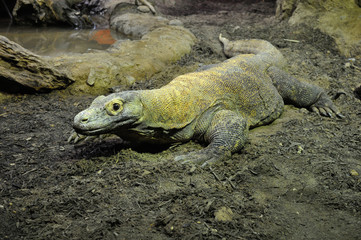 komodo dragon