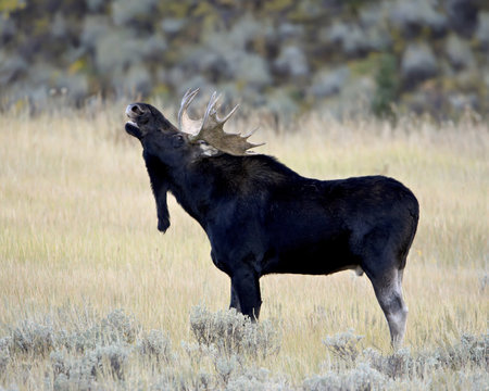 Bull moose (Alces alces) calling, Wasatch Mountain State Park, Utah