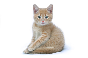 Portrait of the red kitten isolated on a white background