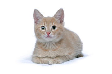 Portrait of the cute little red kitten