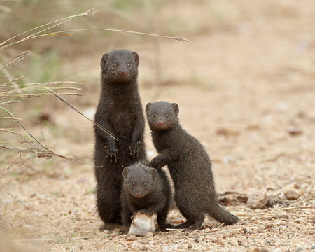 Three dwarf mongoose (Helogale parvula), Kruger National Park