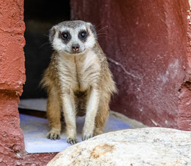 Fototapeta premium Meerkat